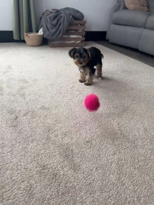 Yorkshire Terrier dogs for sale: Lance - Video 1