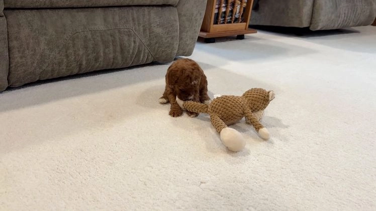 Miniature Poodle dogs for sale: Jazzy - Video 1