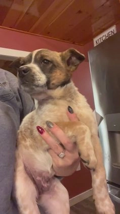 Australian Cattle Dog dogs for sale: Dolce - Video 1