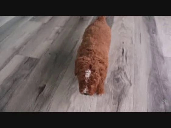 Mini Goldendoodle dogs for sale: Zachary - Video 1