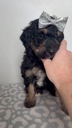 Aussiedoodle dogs for sale: Lizzy - Video 2