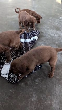 Irish Setter dogs for sale: Elmo - Video 2
