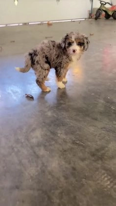 Mini Bernedoodle dogs for sale: Montana - Video 8