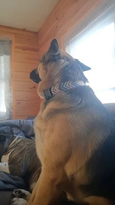 German Shepherd dogs for sale: Diamond - Video 1