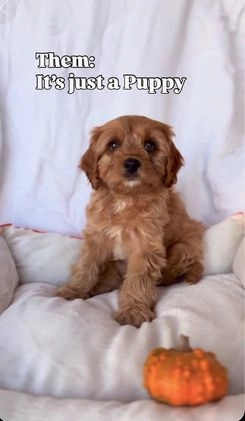 Cockapoo dogs for sale: Oliver – The “Emotional Support Bear” You’ll Fall in Love With 🧡🐾 - Video 1