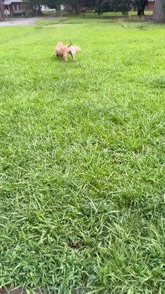 American Bully dogs for sale: American Bully Puppy 6 - Video 1