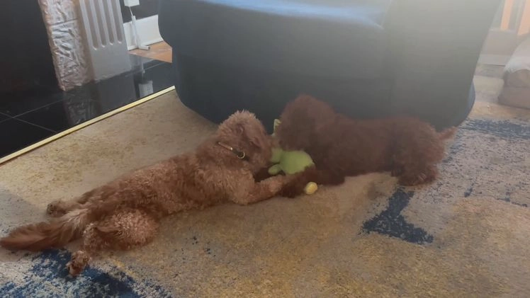 Mini Goldendoodle dogs for sale:  Star ⭐️ - Mini Goldendoodle - Video 1