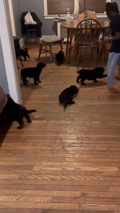 Mixed Breed dogs for sale: Mixed Breed Puppy 2 - Video 1