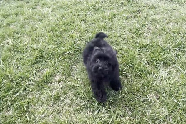 Maltipoo dogs for sale: Bitzy - Video 1