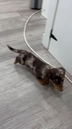 Miniature Dachshund dogs for sale: Snickers - Video 1
