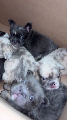 French Bulldog dogs for sale: Minnie - Video 2