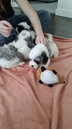 Maltipoo dogs for sale: Chubbs - Video 2