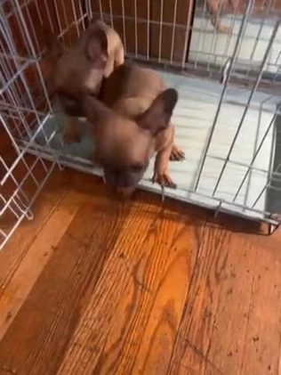 French Bulldog dogs for sale: Dexter - Video 2