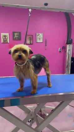 Yorkshire Terrier dogs for sale: Cinnamon  - Video 4