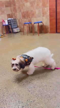 Mixed Breed dogs for sale: Mixed Breed Puppy 2 - Video 3