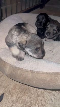 Miniature Schnauzer dogs for sale: Judy  - Video 2