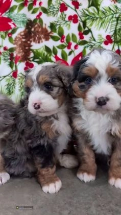 Mini Bernedoodle dogs for sale: Mini Pippa  - Video 1