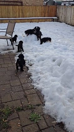 Bernese Mountain Dog dogs for sale: Red - Video 1