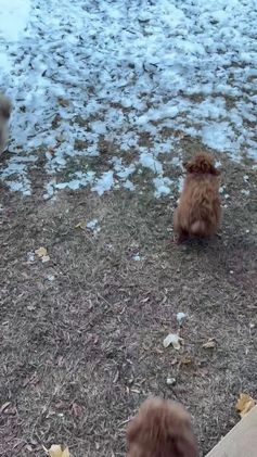 Miniature Poodle dogs for sale: Roxy - Video 1