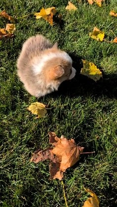 Welsh Corgi Pembroke dogs for sale: Sky - Video 8