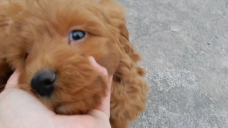 Mini Goldendoodle dogs for sale: Evan - Video 1