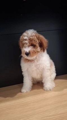 Mini Goldendoodle dogs for sale: Blossom - Video 2