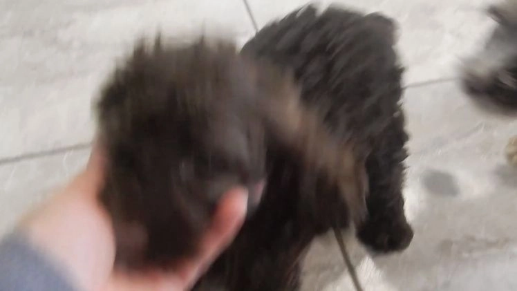 Cockapoo dogs for sale: Hershey - Video 1