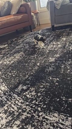 Jackapoo dogs for sale: Holly - Video 1