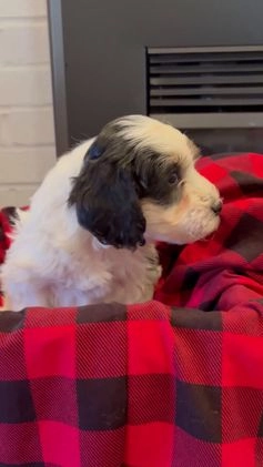 Mini Bernedoodle dogs for sale: Charlie - Video 1