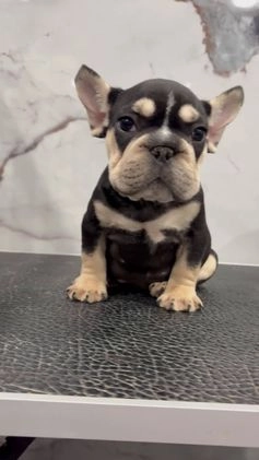French Bulldog dogs for sale: Chanel  - Video 1