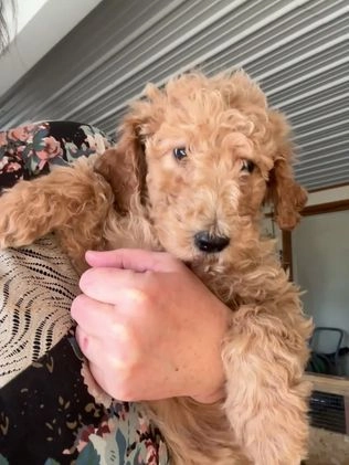 Mixed Breed dogs for sale: Mixed Breed Puppy 3 - Video 1