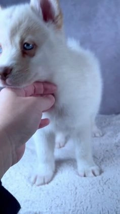 Pomsky dogs for sale: AJay - Video 1