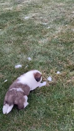 Saint Bernard dogs for sale: Chase - Video 1