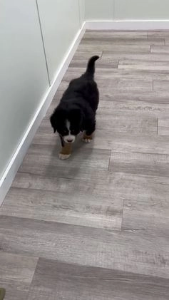 Bernese Mountain Dog dogs for sale: Rusty - Video 1