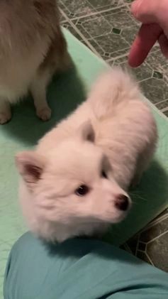 Pomsky dogs for sale: Marty - Video 1