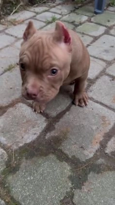 American Bully dogs for sale: Pepper - Video 1