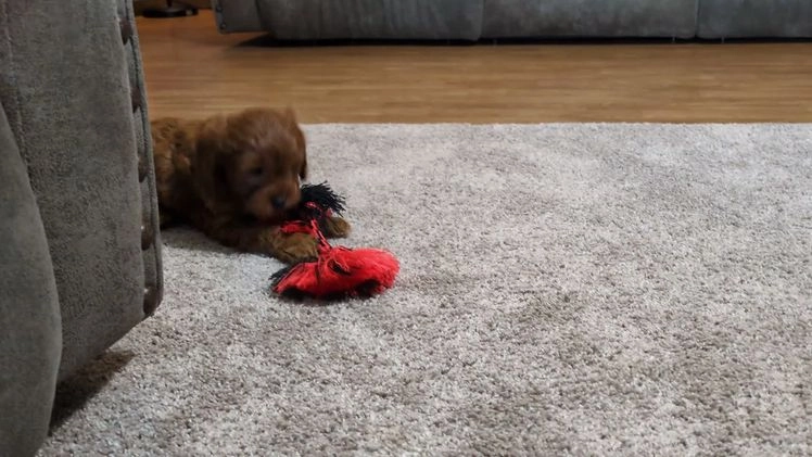 Cavapoo dogs for sale: Nicklous  - Video 1
