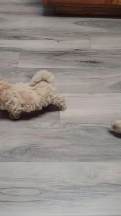Maltipoo dogs for sale: Leo - Video 1
