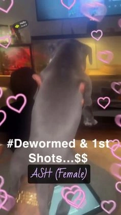 American Bully dogs for sale: American Bully Puppy 3 ( Ash) - Video 1