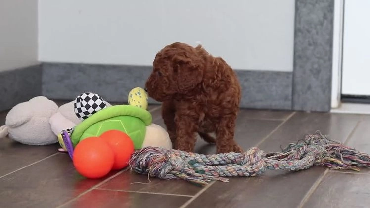 Mixed Breed dogs for sale: Gloria – Female (F7927) - Video 1