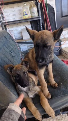 Mixed Breed dogs for sale: Stacy - Video 1