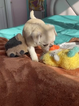 Pug dogs for sale: Coco  - Video 2