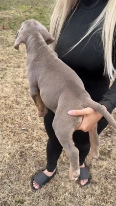 American Bully dogs for sale: Sabey  - Video 2