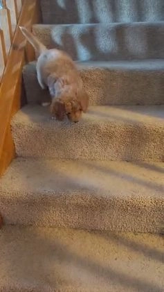 Goldendoodle dogs for sale: Goldendoodle Puppy Collar Pink - Video 1