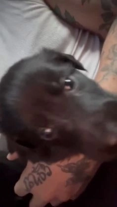 Mixed Breed dogs for sale: Ella - Video 1