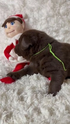 Labrador Retriever dogs for sale: Labrador Retriever JACKIE - Video 1