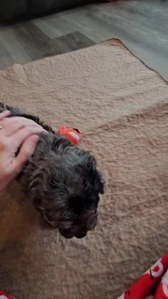 Cockapoo dogs for sale: Eeyore - Video 1