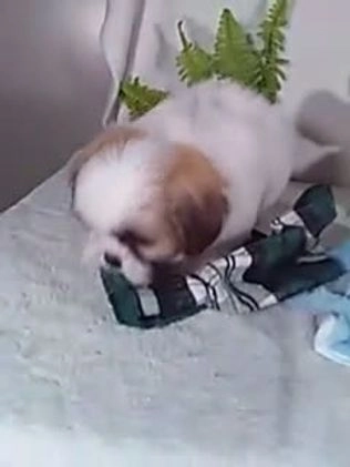 Shih Tzu dogs for sale: Cash - Video 1