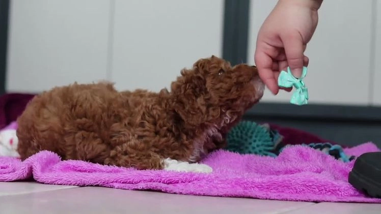 Goldendoodle dogs for sale: Falco - Video 1