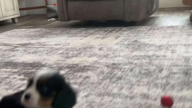 Cavalier King Charles Spaniel dogs for sale: Kye - Video 1